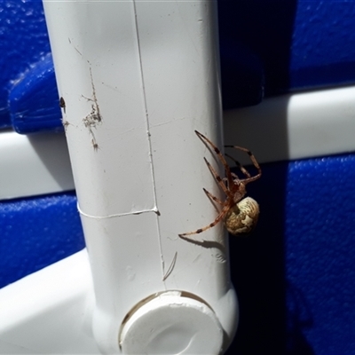 Araneinae (subfamily) (Orb weaver) at Yaouk, NSW - 15 Feb 2022 by Janet
