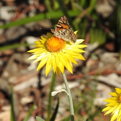 Vanessa kershawi (Australian Painted Lady) at Aranda, ACT - 18 Dec 2024 by KMcCue