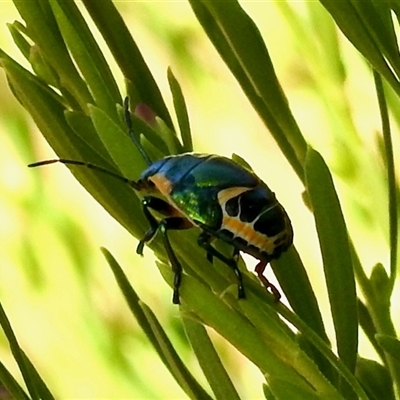 Commius elegans (Cherry Ballart Shield Bug) at Aranda, ACT - 18 Dec 2024 by KMcCue