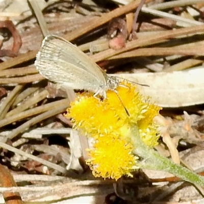 Zizina otis (Common Grass-Blue) at Aranda, ACT - 18 Dec 2024 by KMcCue