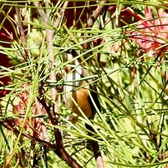 Acanthorhynchus tenuirostris (Eastern Spinebill) at Aranda, ACT - 17 Dec 2024 by KMcCue