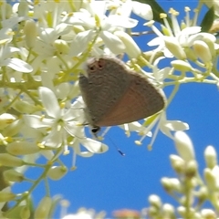 Nacaduba biocellata (Two-spotted Line-Blue) at Aranda, ACT - 18 Dec 2024 by KMcCue