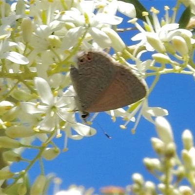 Nacaduba biocellata (Two-spotted Line-Blue) at Aranda, ACT - 18 Dec 2024 by KMcCue