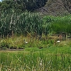 Unidentified Water bird at Fyshwick, ACT - 18 Dec 2024 by GirtsO