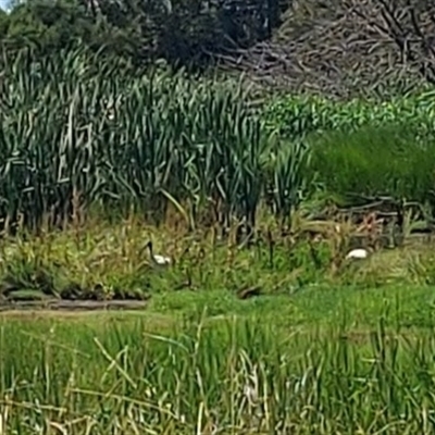 Gallinago hardwickii (Latham's Snipe) at Fyshwick, ACT - 18 Dec 2024 by GirtsO