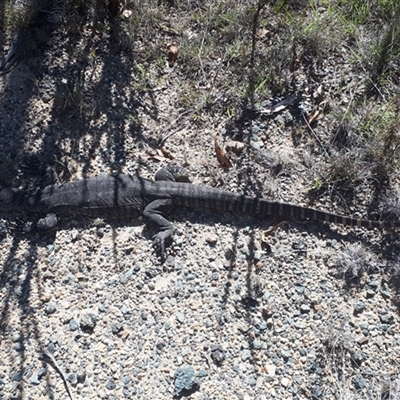 Varanus rosenbergi (Heath or Rosenberg's Monitor) at Rendezvous Creek, ACT - 15 Dec 2024 by JARS