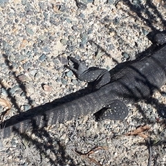 Varanus rosenbergi at Rendezvous Creek, ACT - suppressed