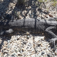 Varanus rosenbergi at Rendezvous Creek, ACT - suppressed