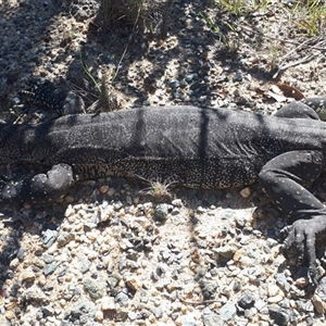 Varanus rosenbergi at Rendezvous Creek, ACT - suppressed