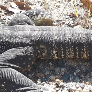 Varanus rosenbergi at Rendezvous Creek, ACT - suppressed