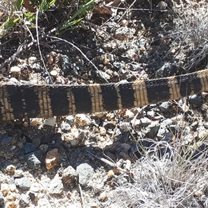 Varanus rosenbergi at Rendezvous Creek, ACT - suppressed