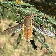 Trichophthalma punctata (Tangle-vein fly) at Ainslie, ACT - 7 Dec 2024 by Pirom