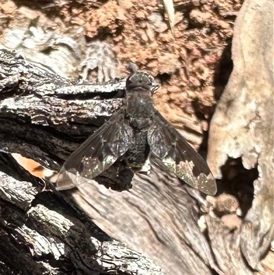 Anthrax proconcisus (A bee fly) at Ainslie, ACT - 8 Dec 2024 by Pirom