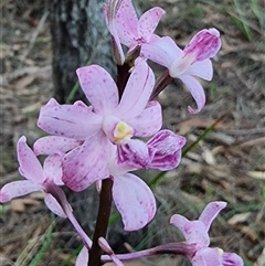 Dipodium roseum at Tathra, NSW - 18 Dec 2024 by MattYoung