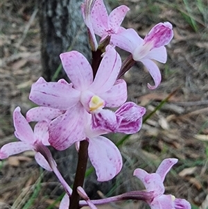 Dipodium roseum at Tathra, NSW - 18 Dec 2024