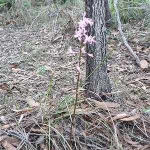 Dipodium roseum at Tathra, NSW - suppressed