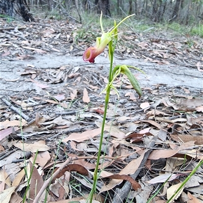 Cryptostylis subulata (Cow Orchid) at Tathra, NSW - 18 Dec 2024 by MattYoung