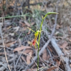 Caladenia flava at Tathra, NSW - 18 Dec 2024 by MattYoung