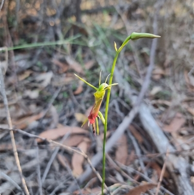 Caladenia flava at Tathra, NSW - 18 Dec 2024 by MattYoung