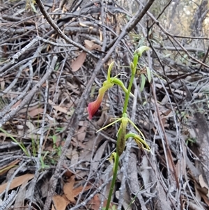 Cryptostylis subulata at Tathra, NSW - suppressed