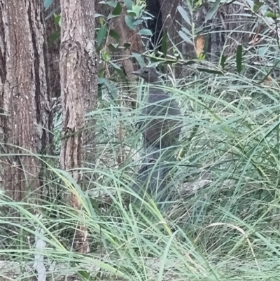 Menura novaehollandiae (Superb Lyrebird) at Tathra, NSW - 18 Dec 2024 by MattYoung