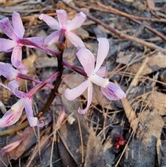 Dipodium roseum at Tathra, NSW - 18 Dec 2024 by MattYoung