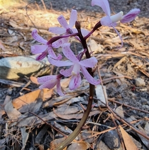 Dipodium roseum at Tathra, NSW - 18 Dec 2024