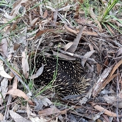 Tachyglossus aculeatus at Tathra, NSW - 18 Dec 2024 by MattYoung