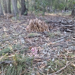 Dipodium variegatum at Tathra, NSW - suppressed