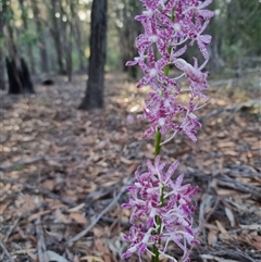 Dipodium variegatum at Tathra, NSW - 18 Dec 2024