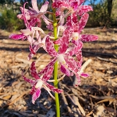 Dipodium variegatum at Tathra, NSW - 18 Dec 2024