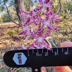 Dipodium variegatum at Tathra, NSW - suppressed