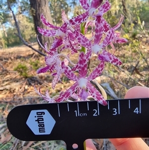 Dipodium variegatum at Tathra, NSW - 18 Dec 2024