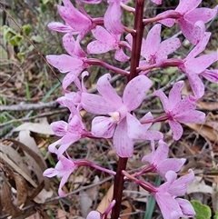 Dipodium roseum at Tathra, NSW - 14 Dec 2024 by MattYoung