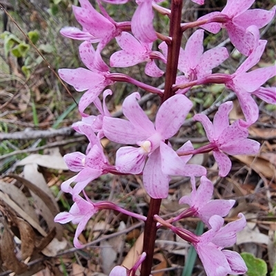 Dipodium roseum at Tathra, NSW - 14 Dec 2024 by MattYoung