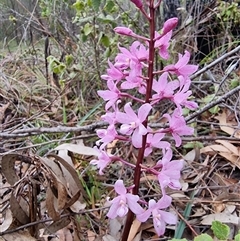 Dipodium roseum at Tathra, NSW - suppressed