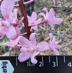 Dipodium roseum at Tathra, NSW - 14 Dec 2024