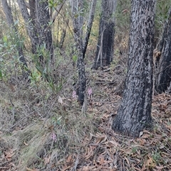 Dipodium roseum at Tathra, NSW - 14 Dec 2024