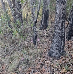 Dipodium roseum at Tathra, NSW - suppressed