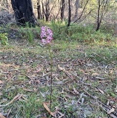 Dipodium variegatum at Tathra, NSW - 18 Dec 2024 by MattYoung