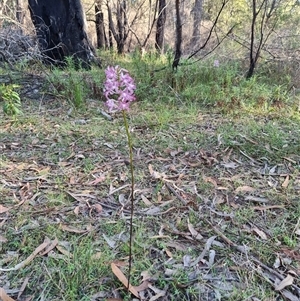 Dipodium variegatum at Tathra, NSW - suppressed