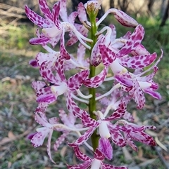 Dipodium variegatum at Tathra, NSW - suppressed