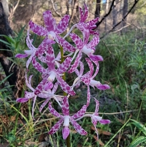 Dipodium variegatum at Tathra, NSW - suppressed