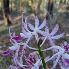 Dipodium variegatum (Blotched Hyacinth Orchid) at Tathra, NSW - 18 Dec 2024 by MattYoung