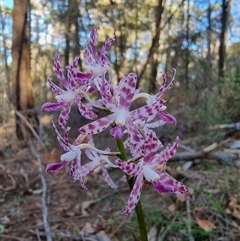 Dipodium variegatum at Tathra, NSW - suppressed