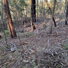 Dipodium variegatum at Tathra, NSW - suppressed