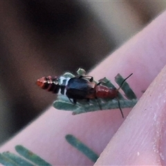 Carphurus sp. (genus) (Soft-winged flower beetle) at Bungendore, NSW - 18 Dec 2024 by clarehoneydove