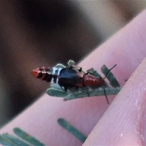 Carphurus sp. (genus) at Bungendore, NSW - suppressed