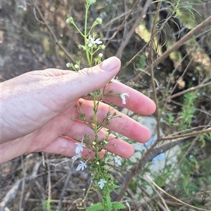 Teucrium corymbosum at Bungendore, NSW - 18 Dec 2024