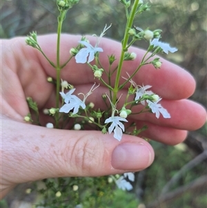 Teucrium corymbosum at Bungendore, NSW - 18 Dec 2024